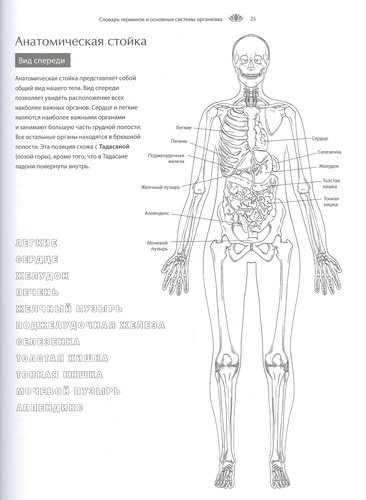 Анатомия йоги: атлас-раскраска. Визуальный гид по телу - от структуры к осознанной практике