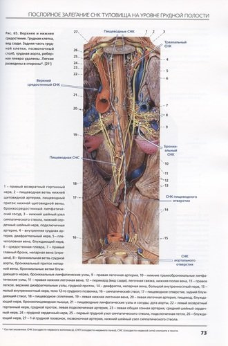 Сосудисто-нервные комплексы тела человека