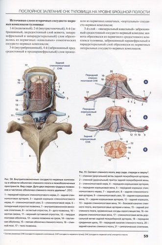 Сосудисто-нервные комплексы тела человека