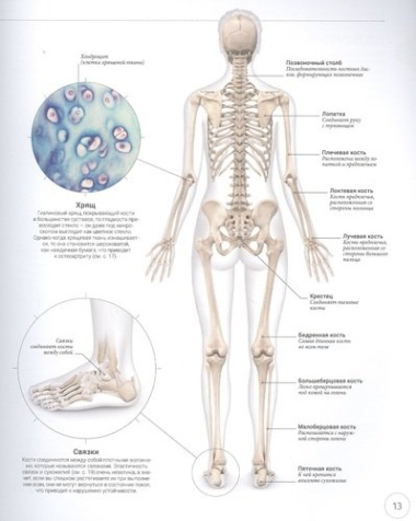 Анатомия и физиология йоги: совершенствование практики ключевых асан