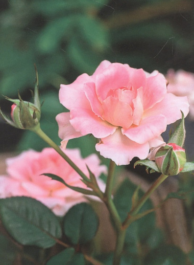 Розы в саду: практический курс начинающего розовода