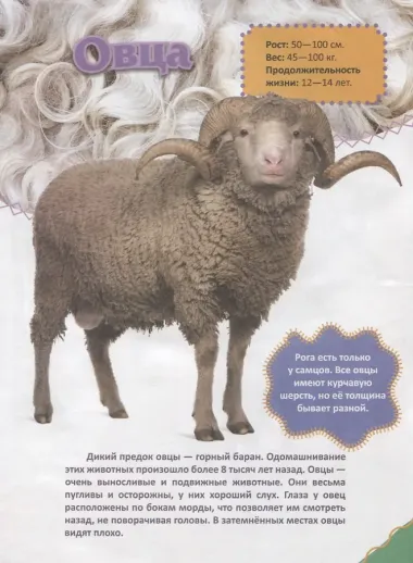 Домашние животные УМ-2