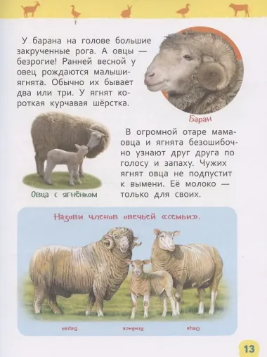 Домашние животные (Энциклопедия для детского сада)