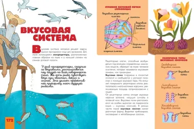 Человек. Исследуем тело и мозг человека