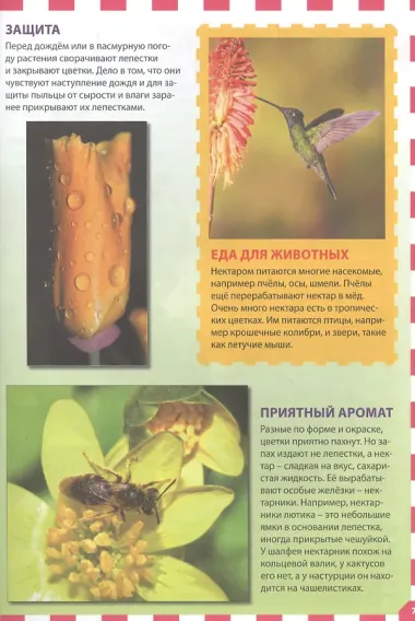 Цветы. Популярная детская энциклопедия