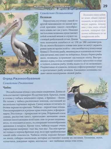 Птицы. Энциклопедия